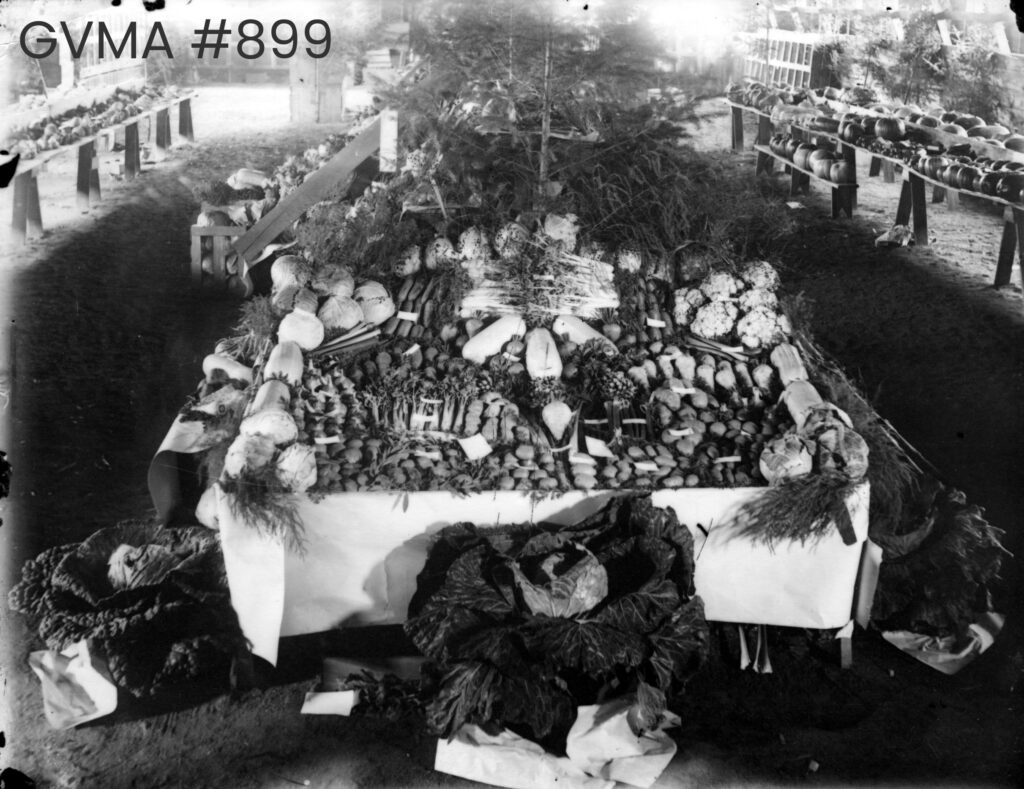 A black-and-white image of a table covered with a white table cloth and laden with a variety of vegetables including carrots, potatoes, and turnips. Large cabbages are placed on the ground beside the table.