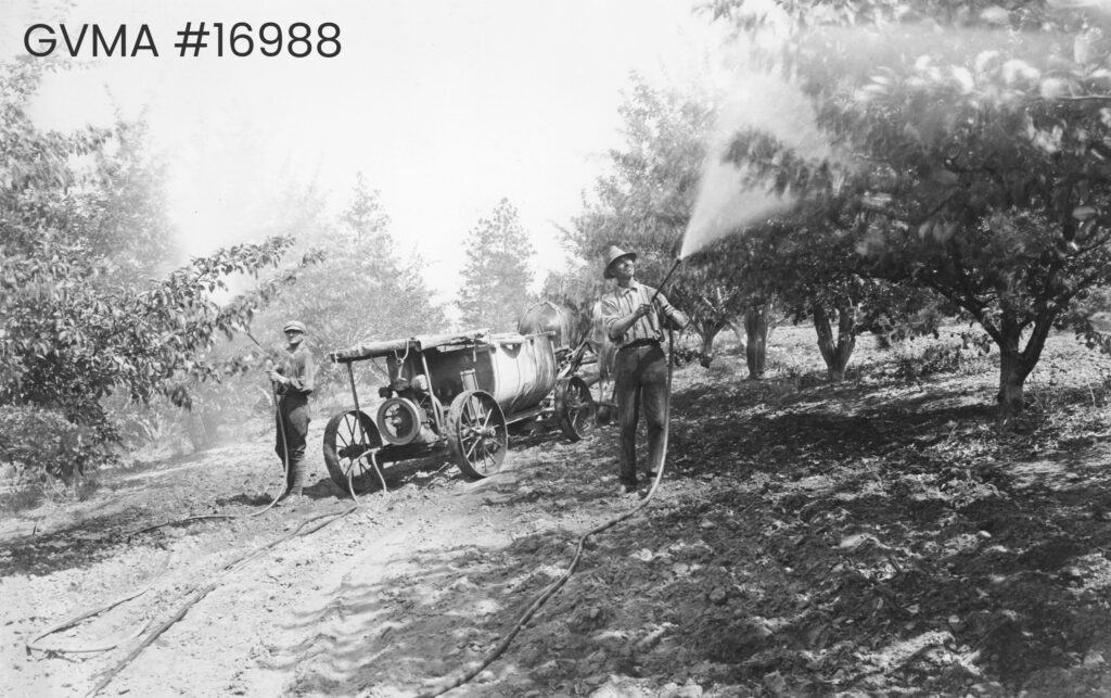 A black and white image of a roadway in an orchard. Two men are standing next to an old-fashioned sprayer and are spraying a substance onto trees.