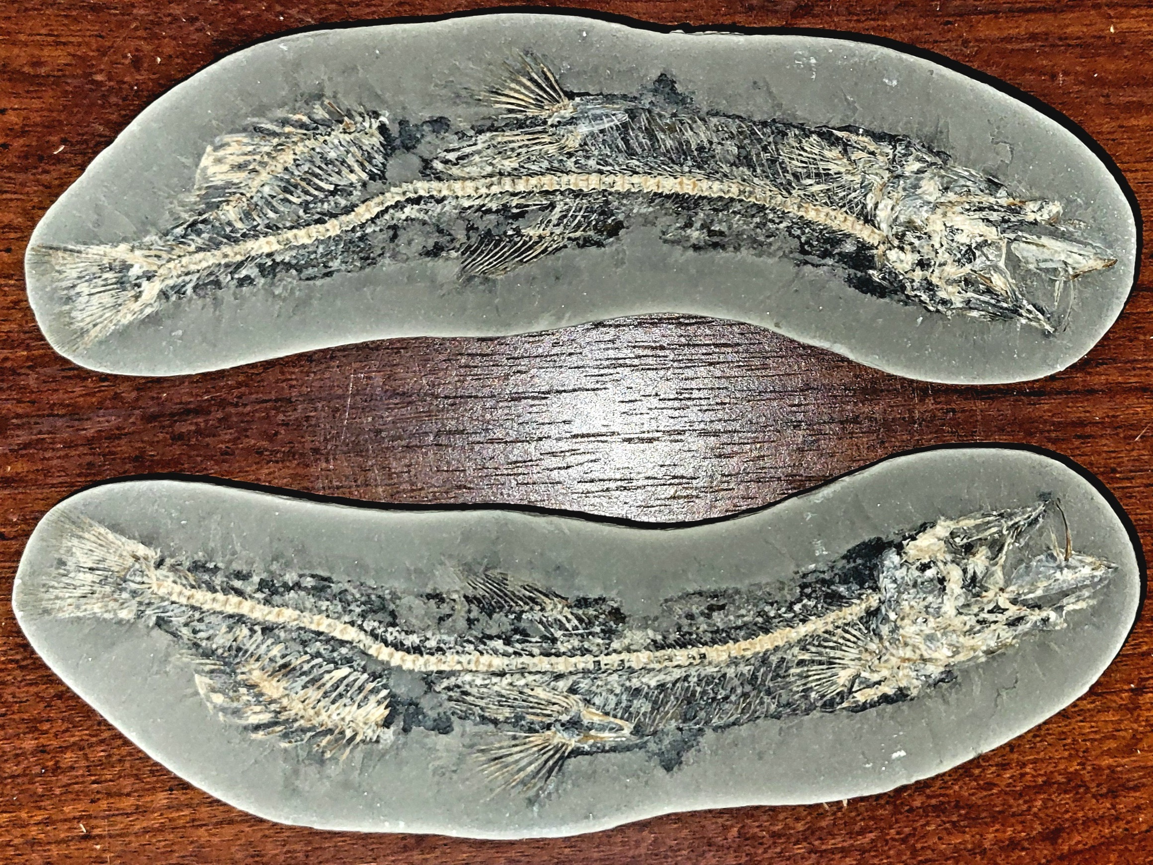 The Fossil Guy
